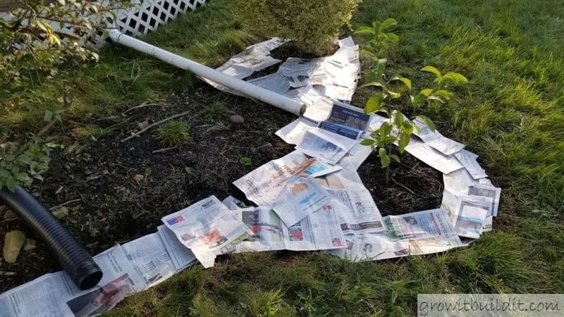 Newspaper as Weed Barrier