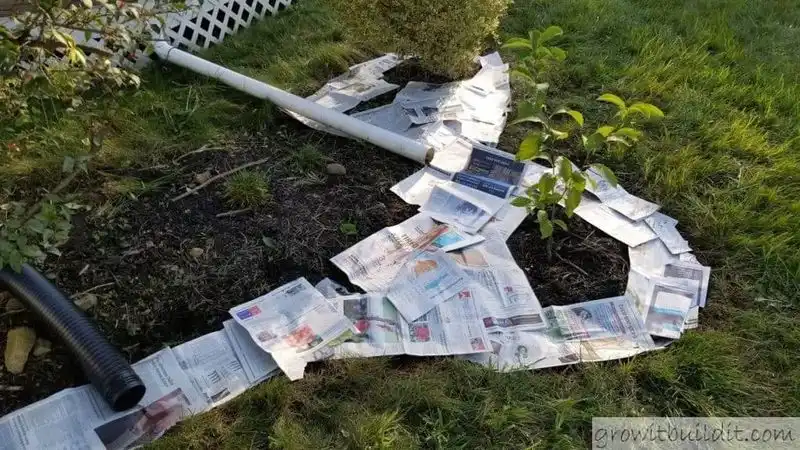 Newspaper as Weed Barrier