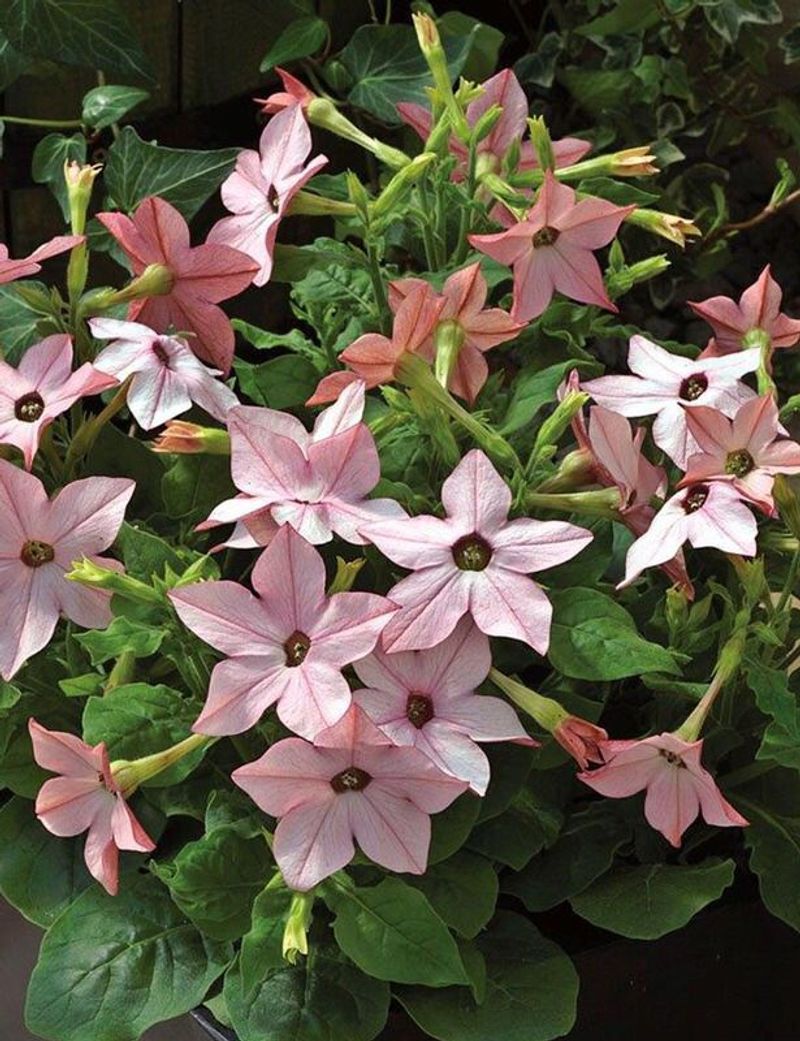 Nicotiana