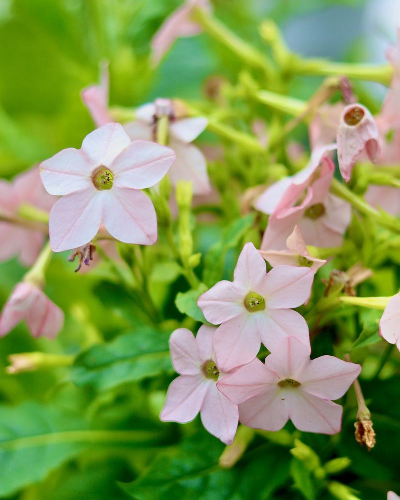 Nicotianna