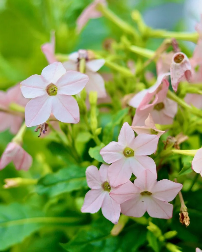 Nicotianna