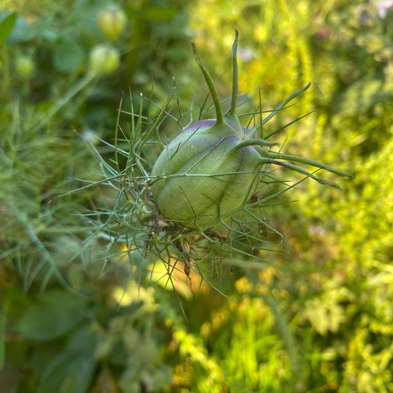 Nigella Pods