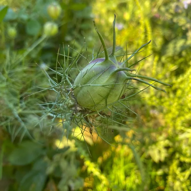 Nigella Pods