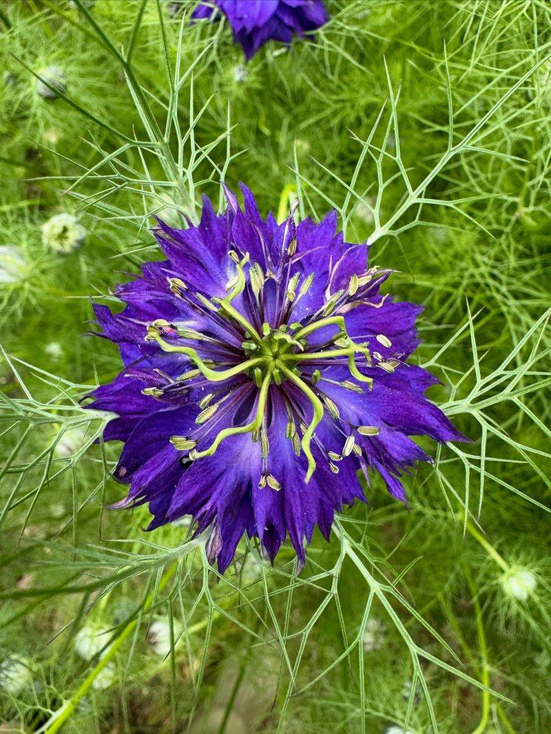 Nigella
