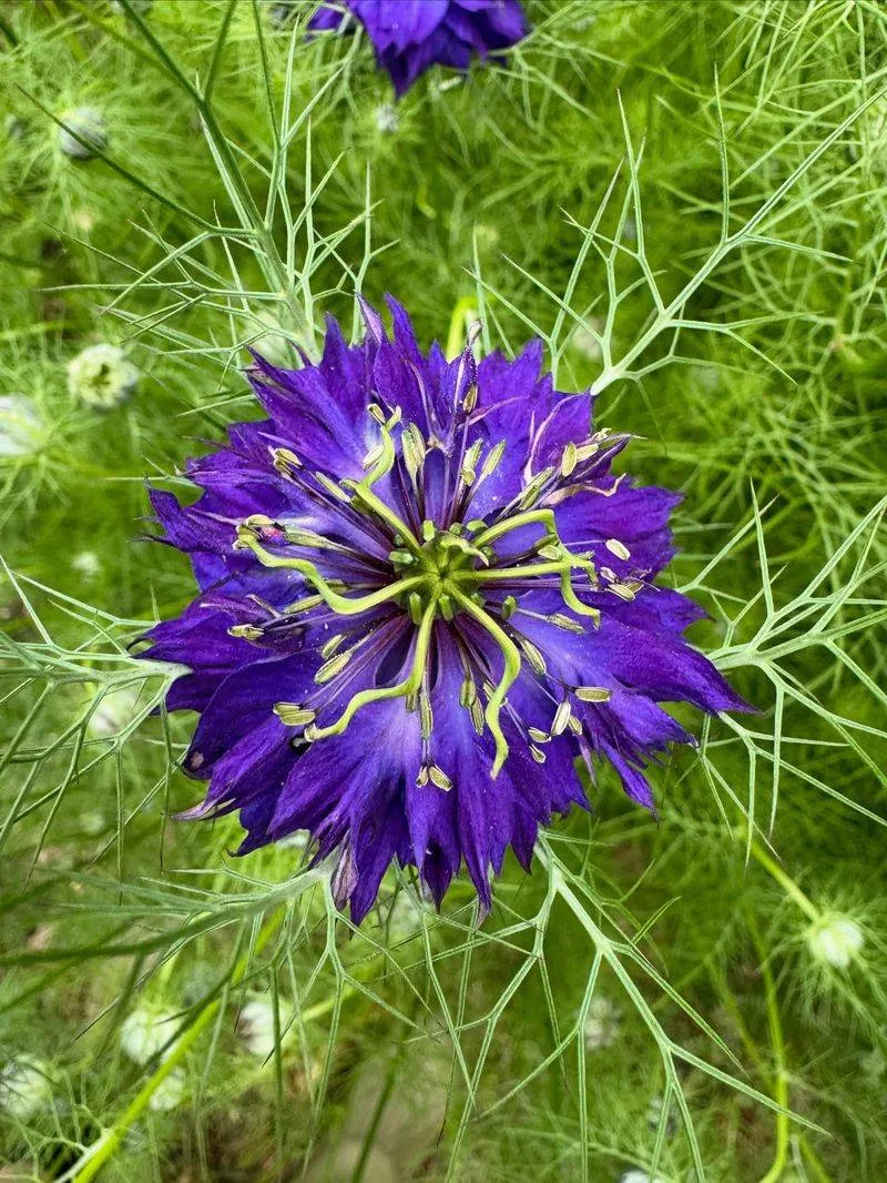 Nigella