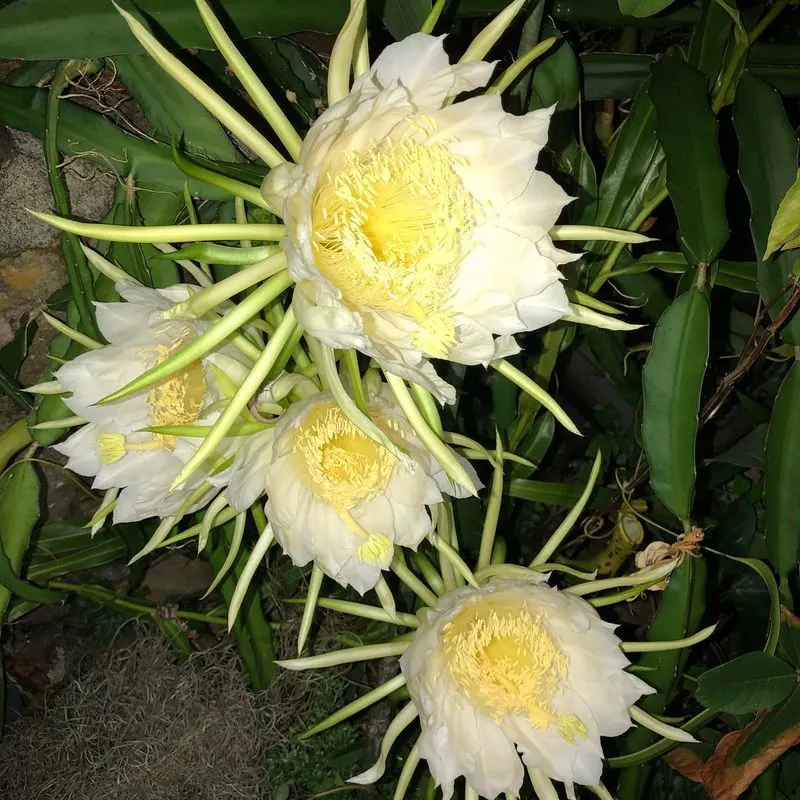 Night-Blooming Cereus