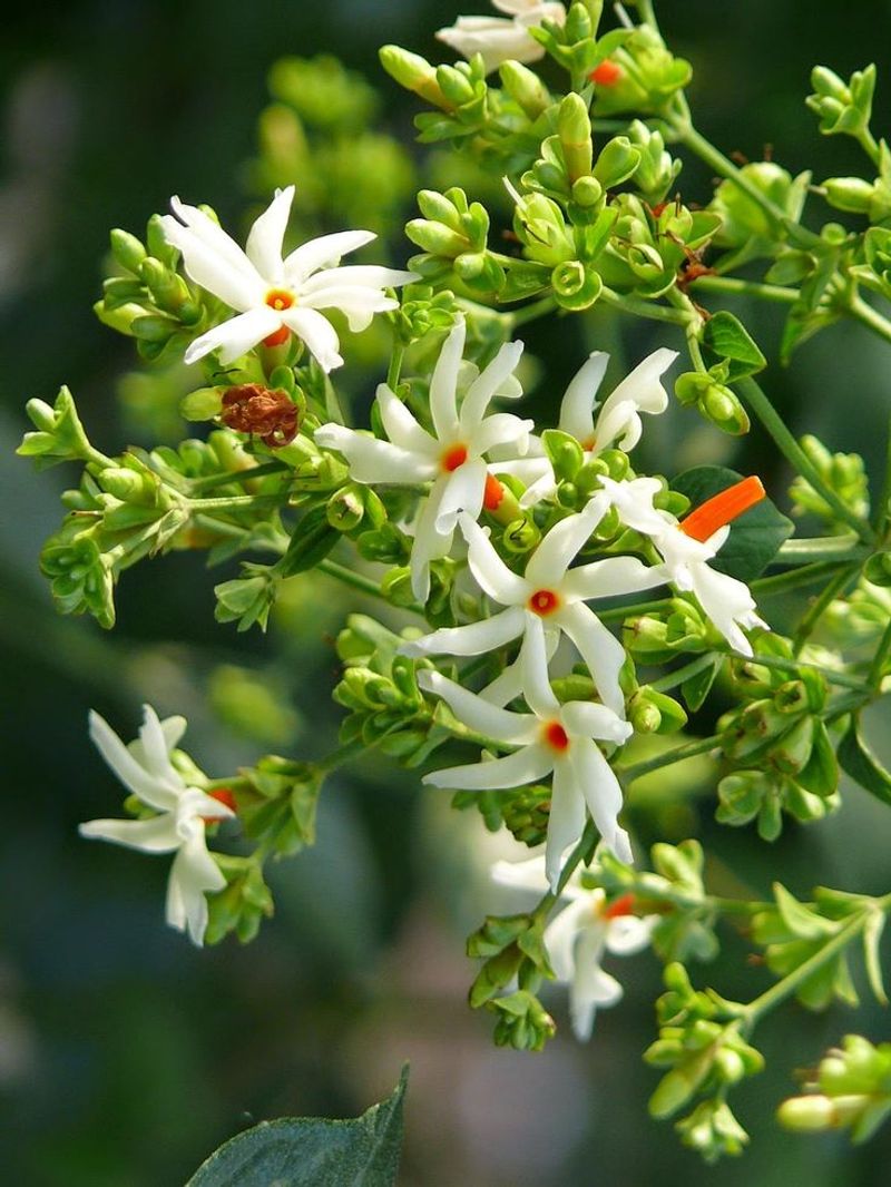 Night Blooming Jasmine