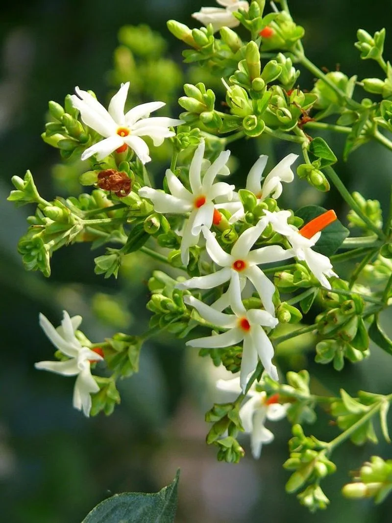 Night Blooming Jasmine