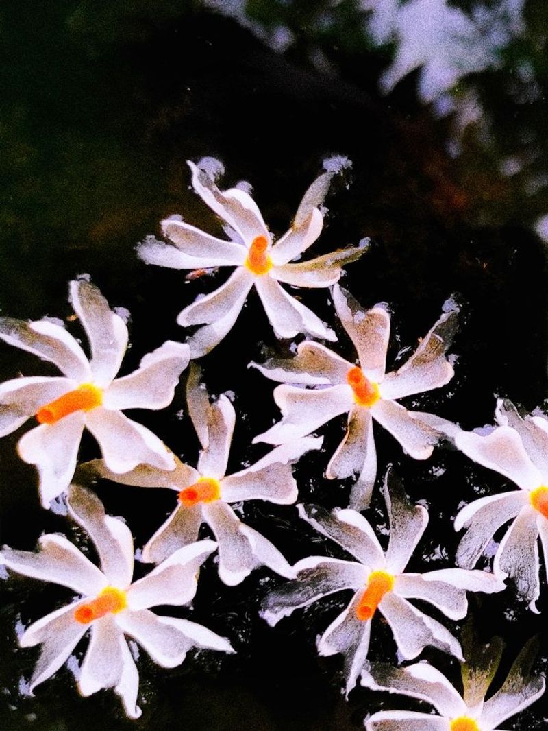 Night-Blooming Jasmine