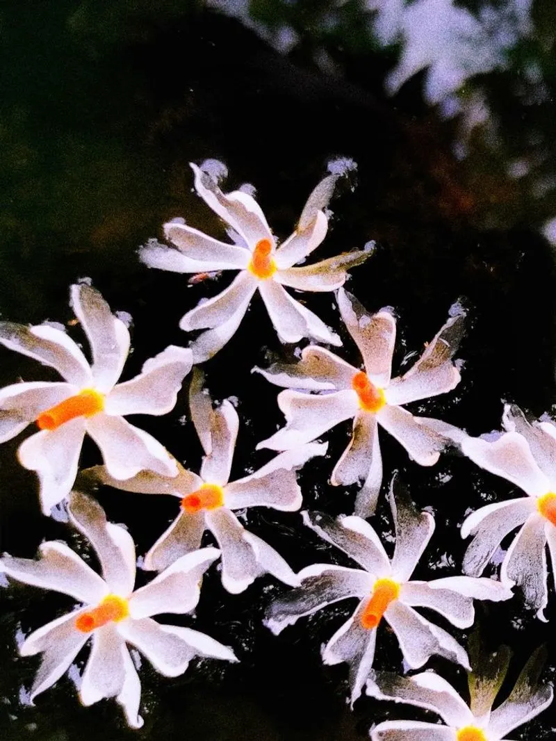 Night-Blooming Jasmine