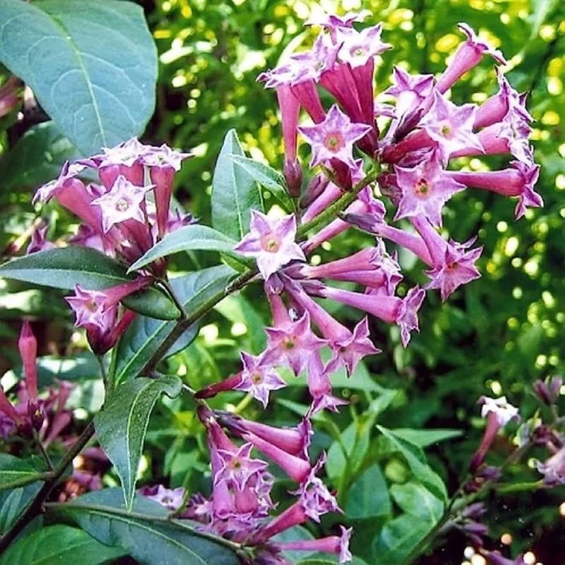 Night-Blooming Jasmine