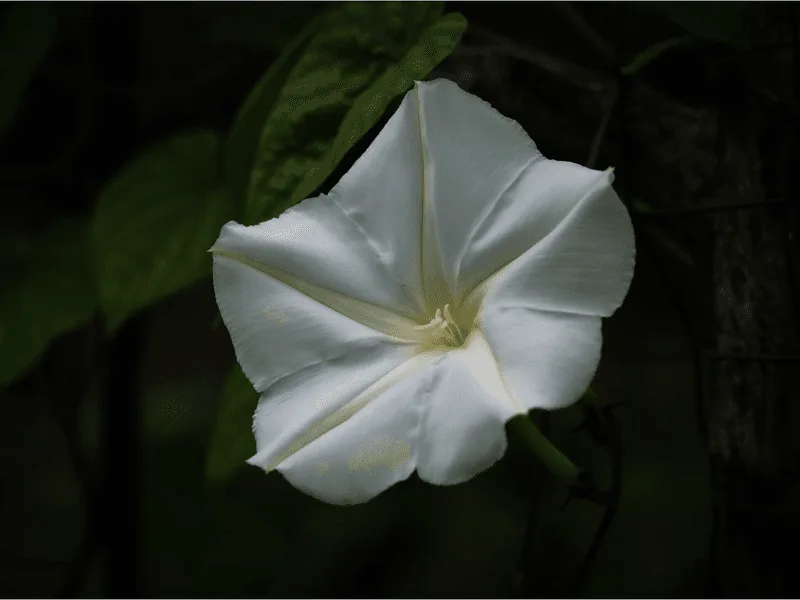 Moonflower