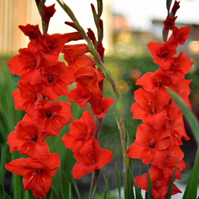 Night Gladiolus
