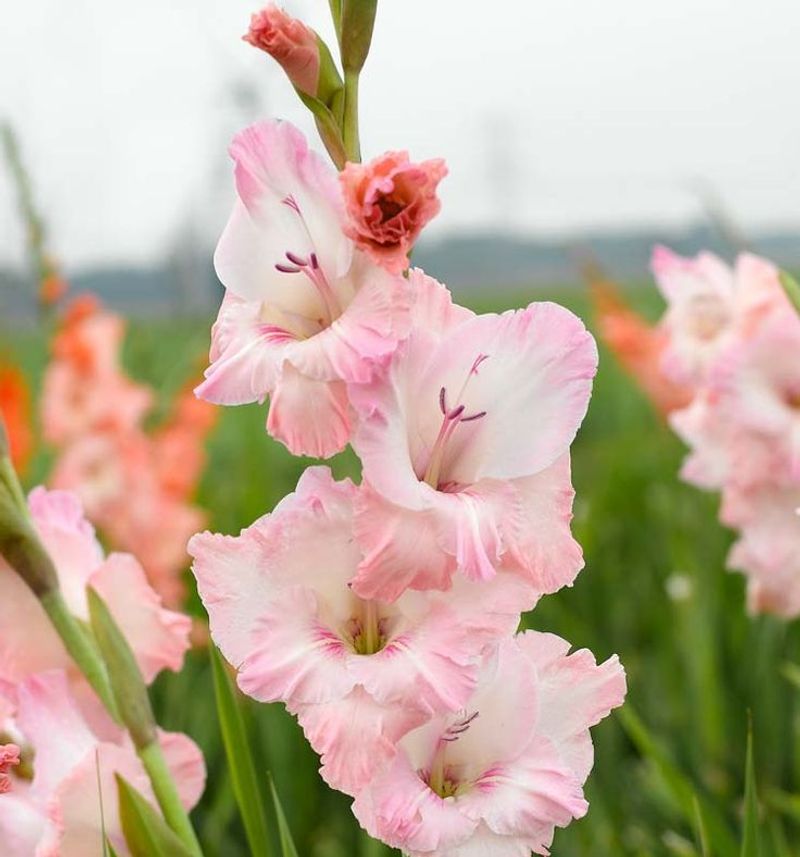 Night Gladiolus