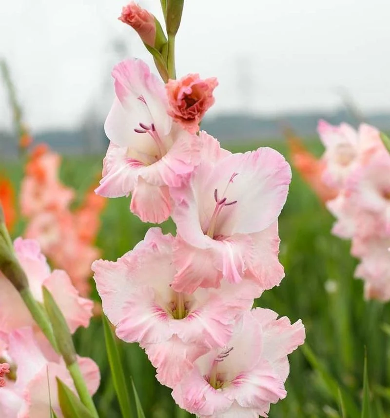 Night Gladiolus