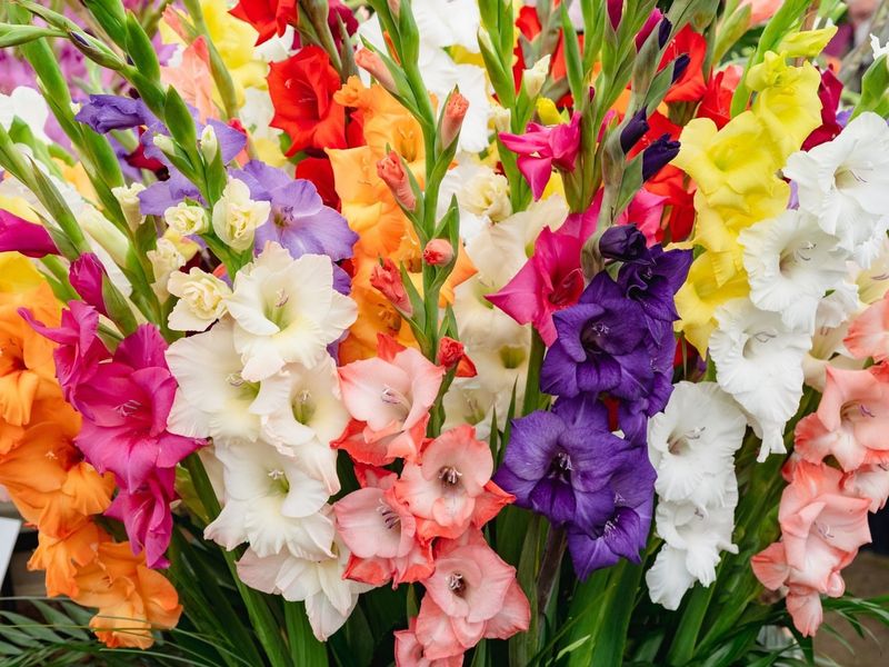Night Gladiolus
