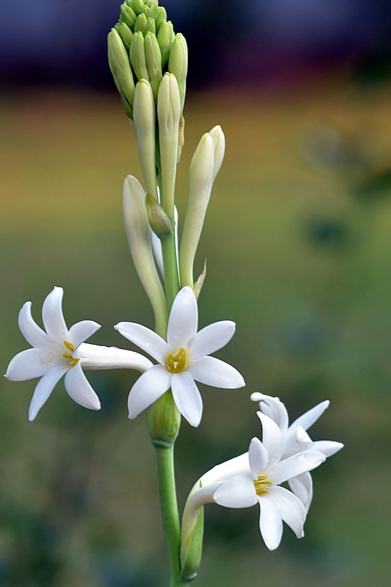 Tuberose