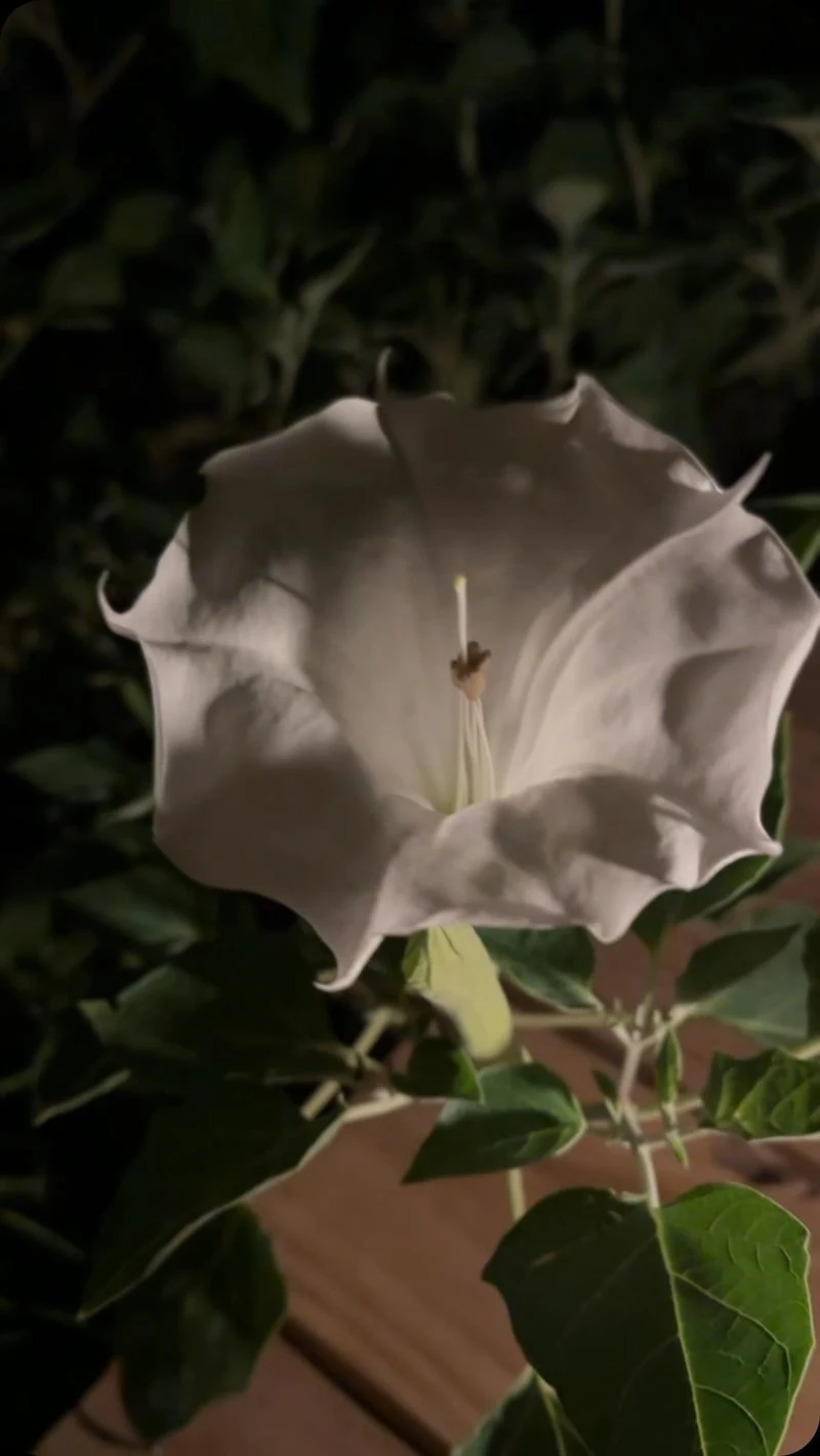 Datura