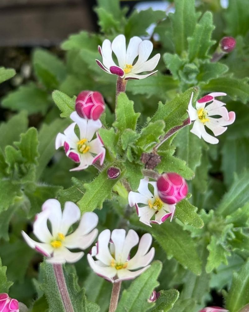 Night Phlox