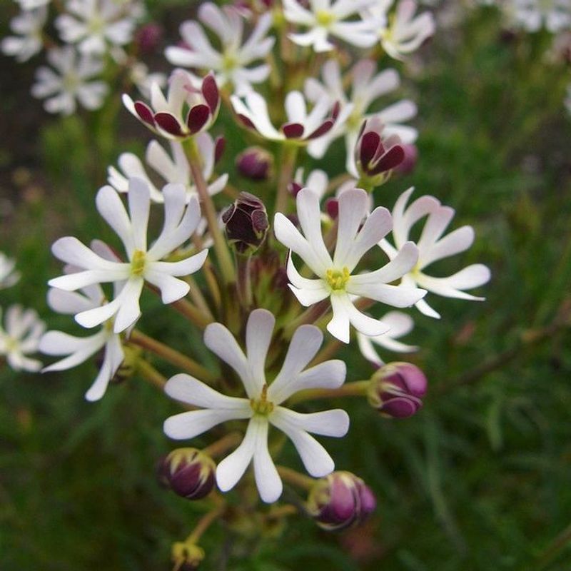 Night Phlox