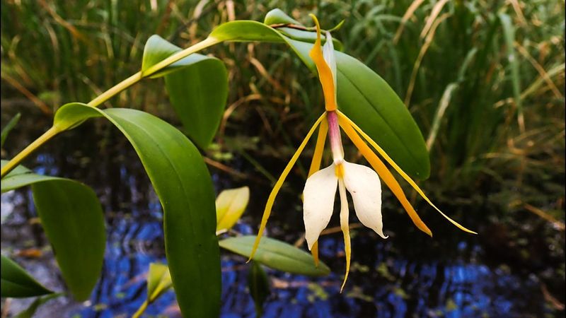 Night-Scented Orchid