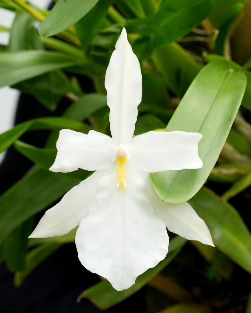 Night-Scented Orchid