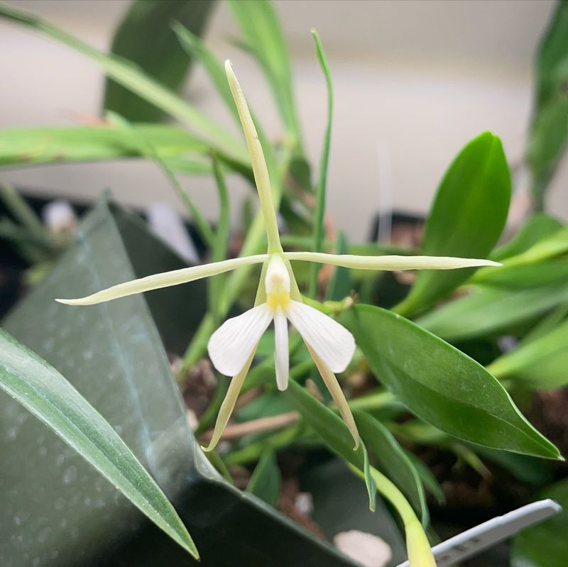Night-Scented Orchid