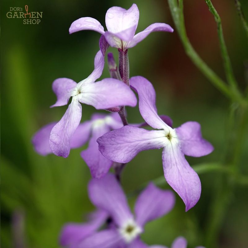 Night-Scented Stock