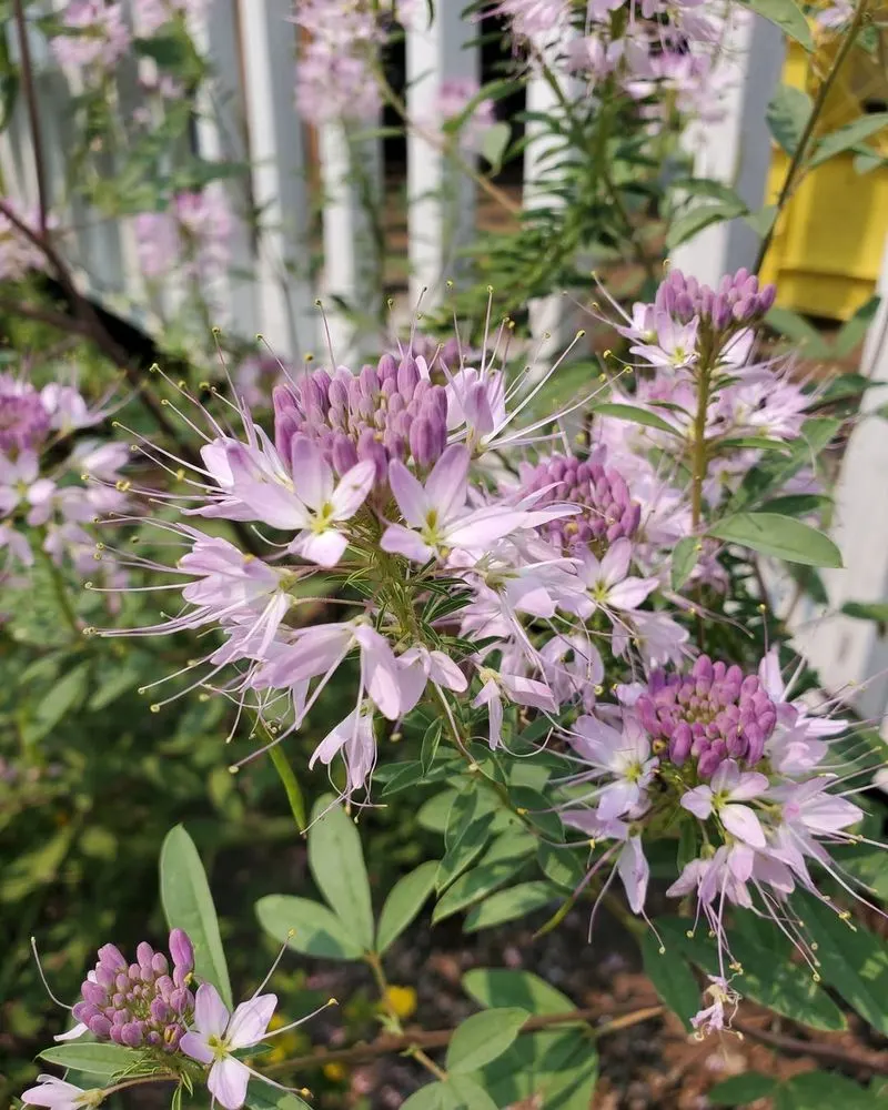 Night-Scented Stock