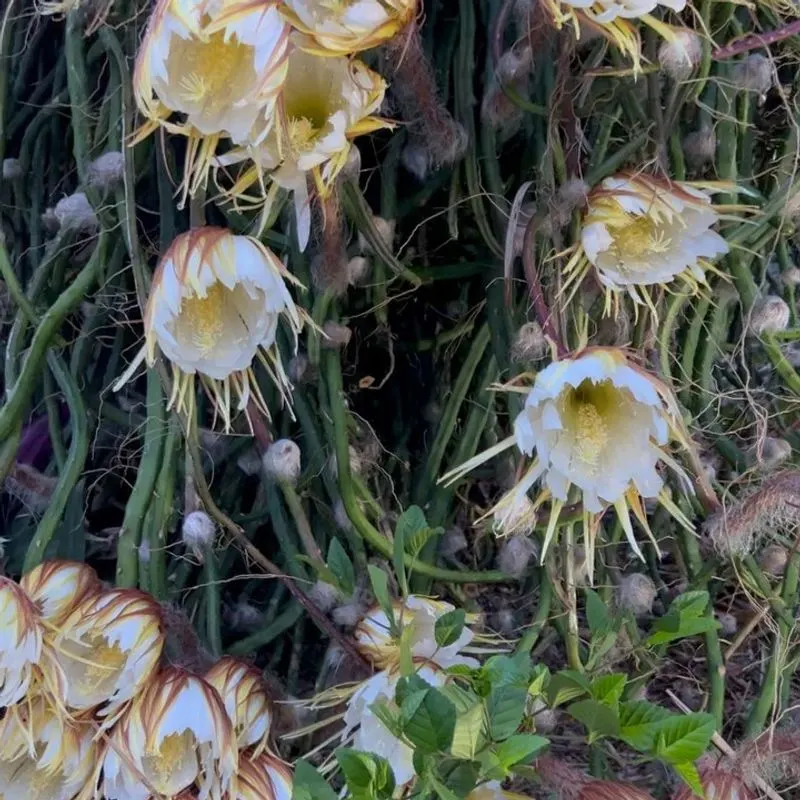 Night-blooming Cereus