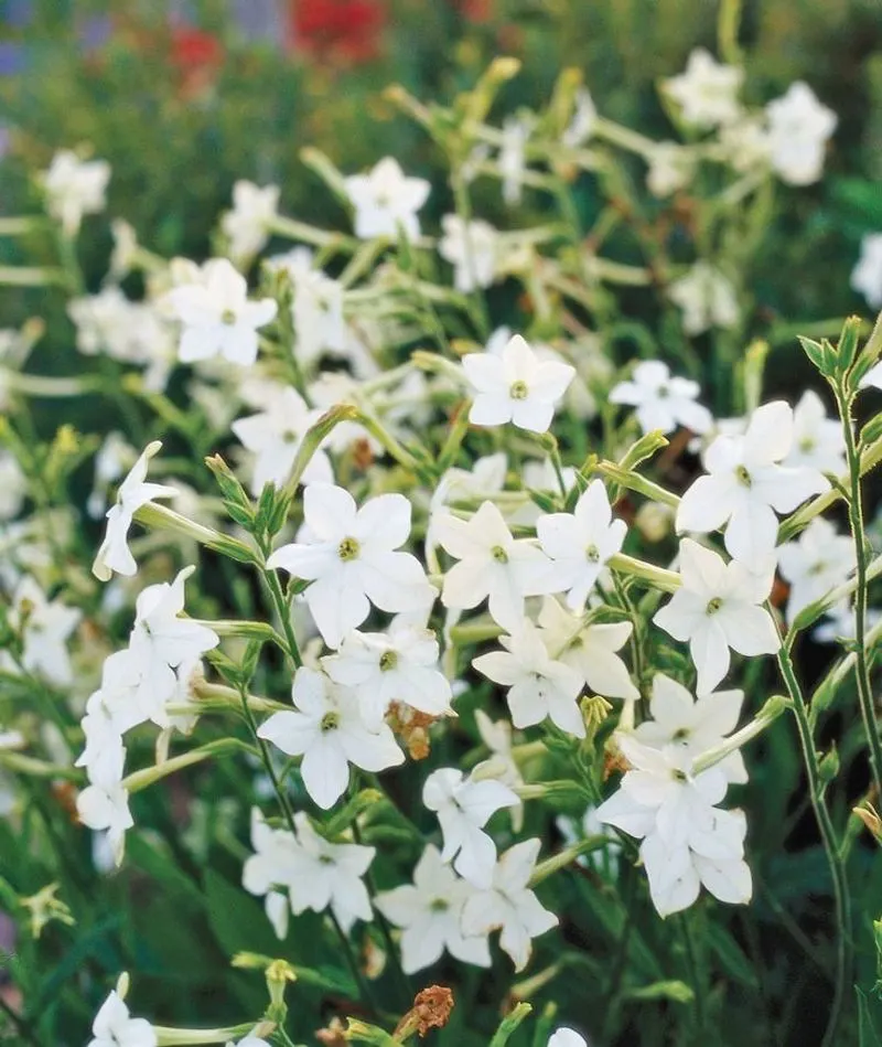 Night-blooming Plants