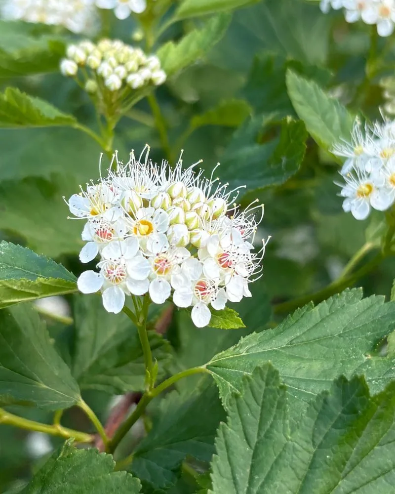 Ninebark
