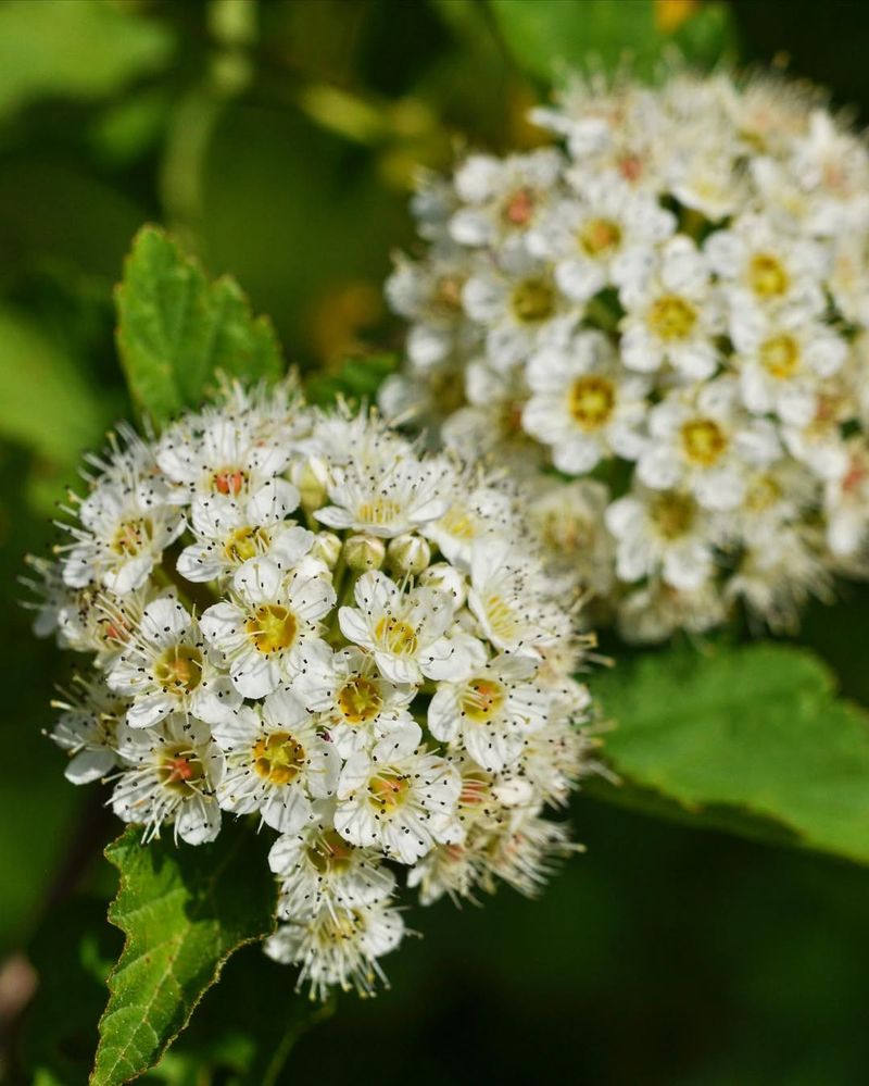 Ninebark (Physocarpus opulifolius)