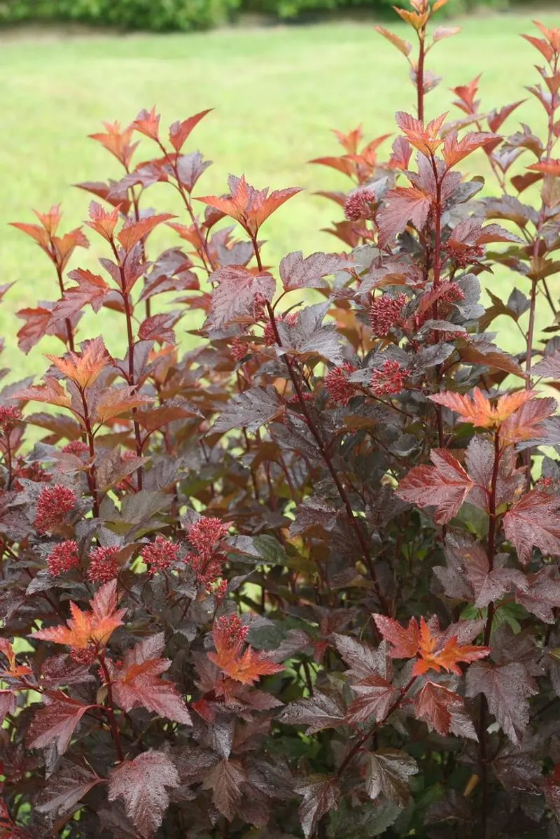 Ninebark