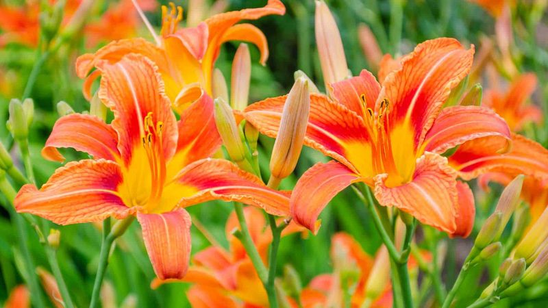 Daylily