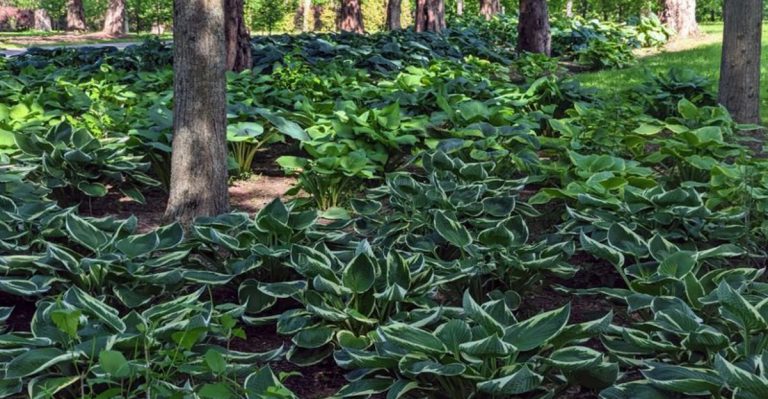 No Gardening Skills? These 19 Perennials Will Grow Anyway