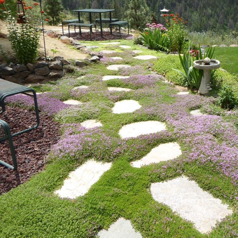 No-Mow Lawns