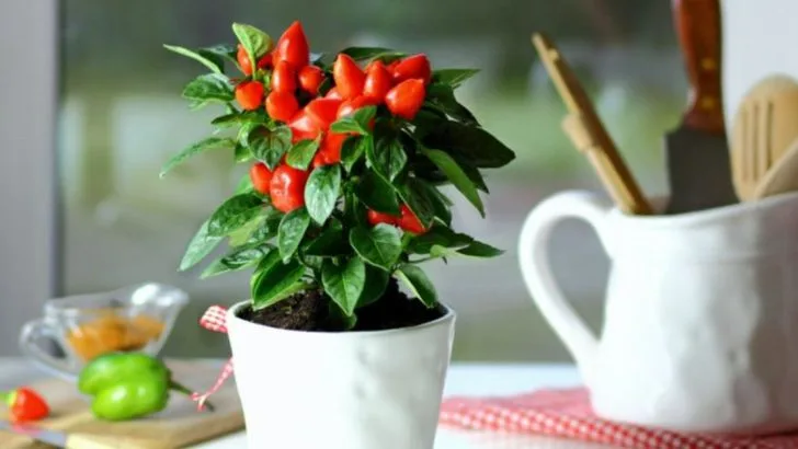 No Yard? No Problem: 10 Herbs and 6 Veggies That Love Container Life