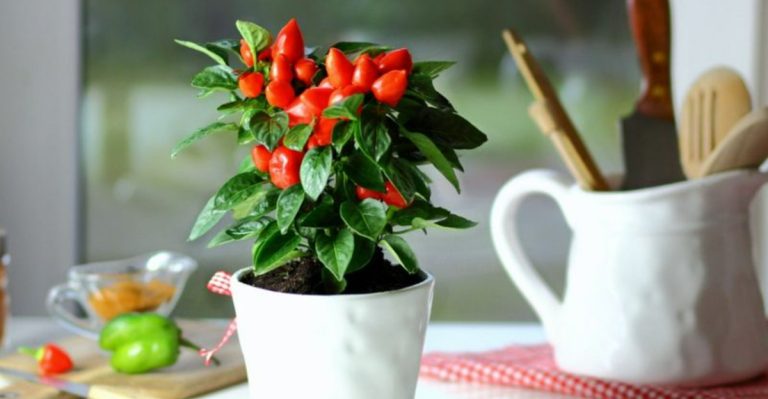 No Yard? No Problem: 10 Herbs and 6 Veggies That Love Container Life