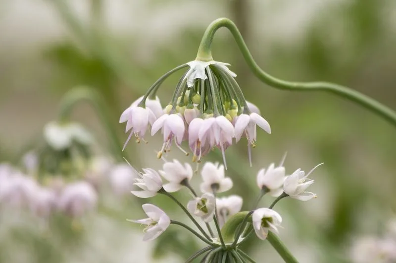 Nodding Onion
