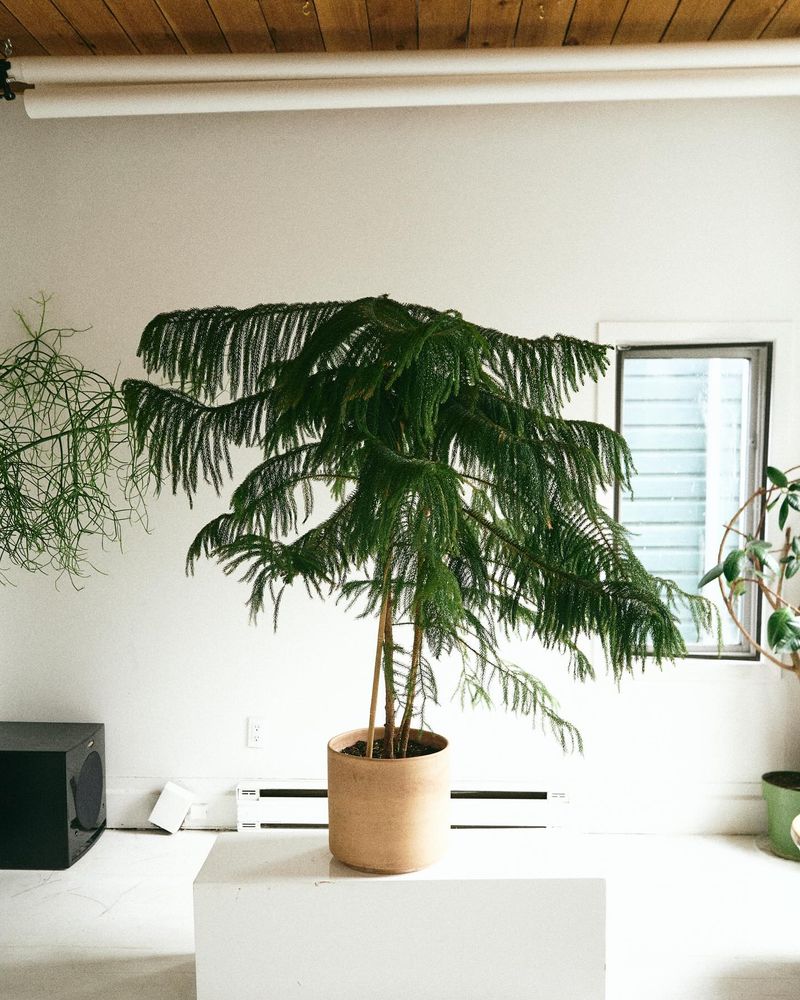 Norfolk Island Pine