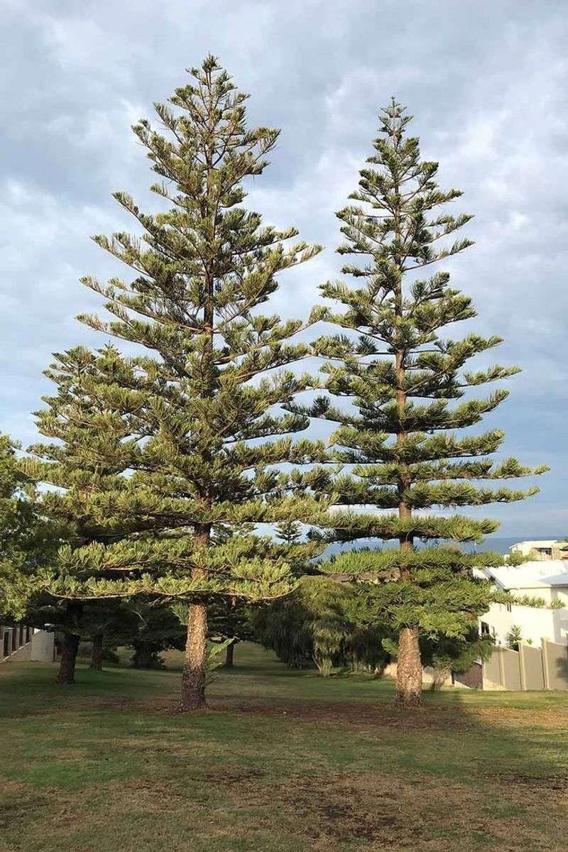 Norfolk Island Pine
