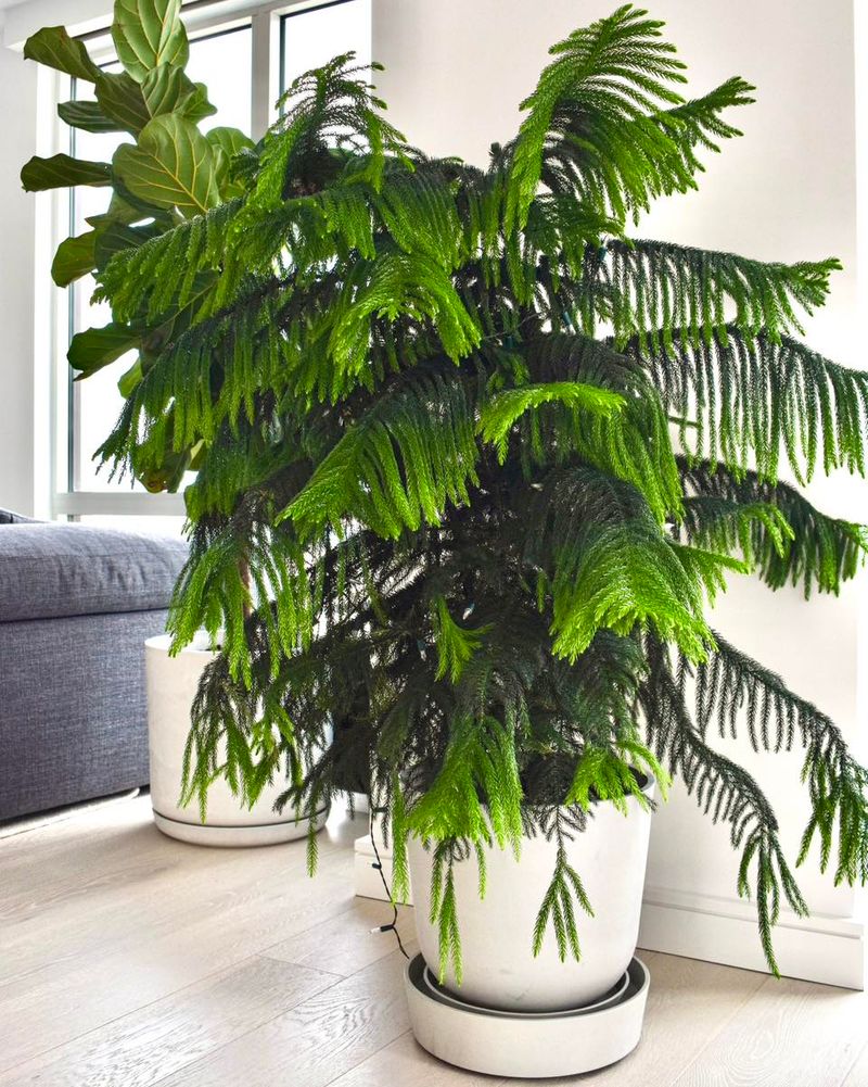 Norfolk Island Pine