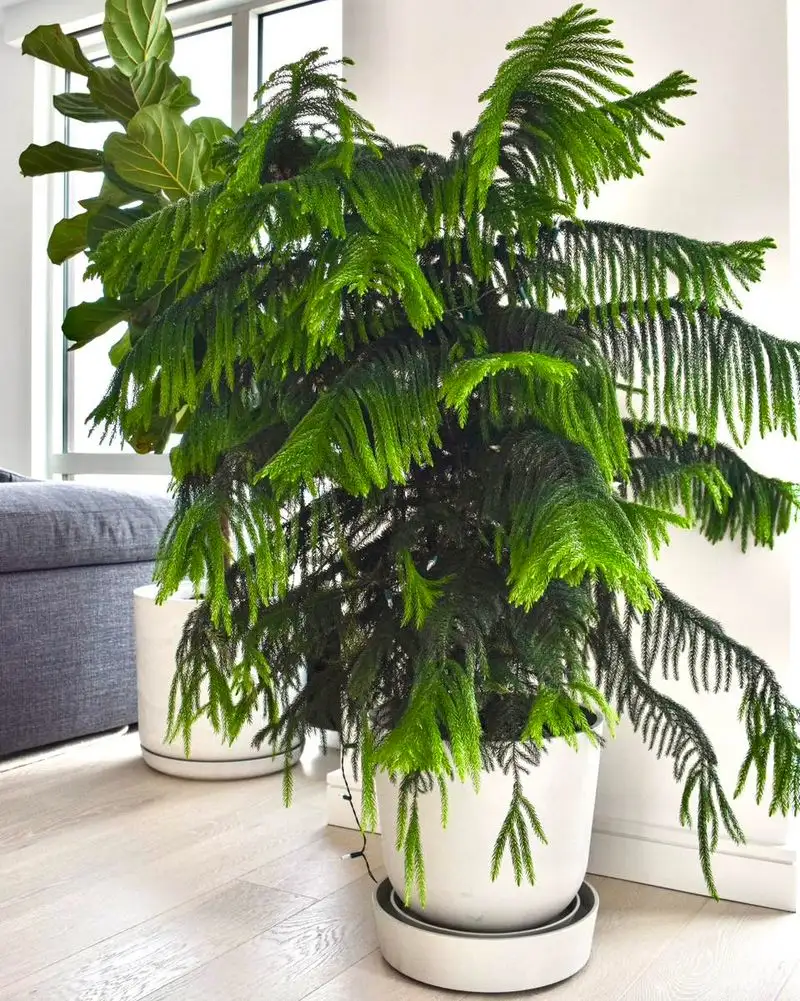 Norfolk Island Pine