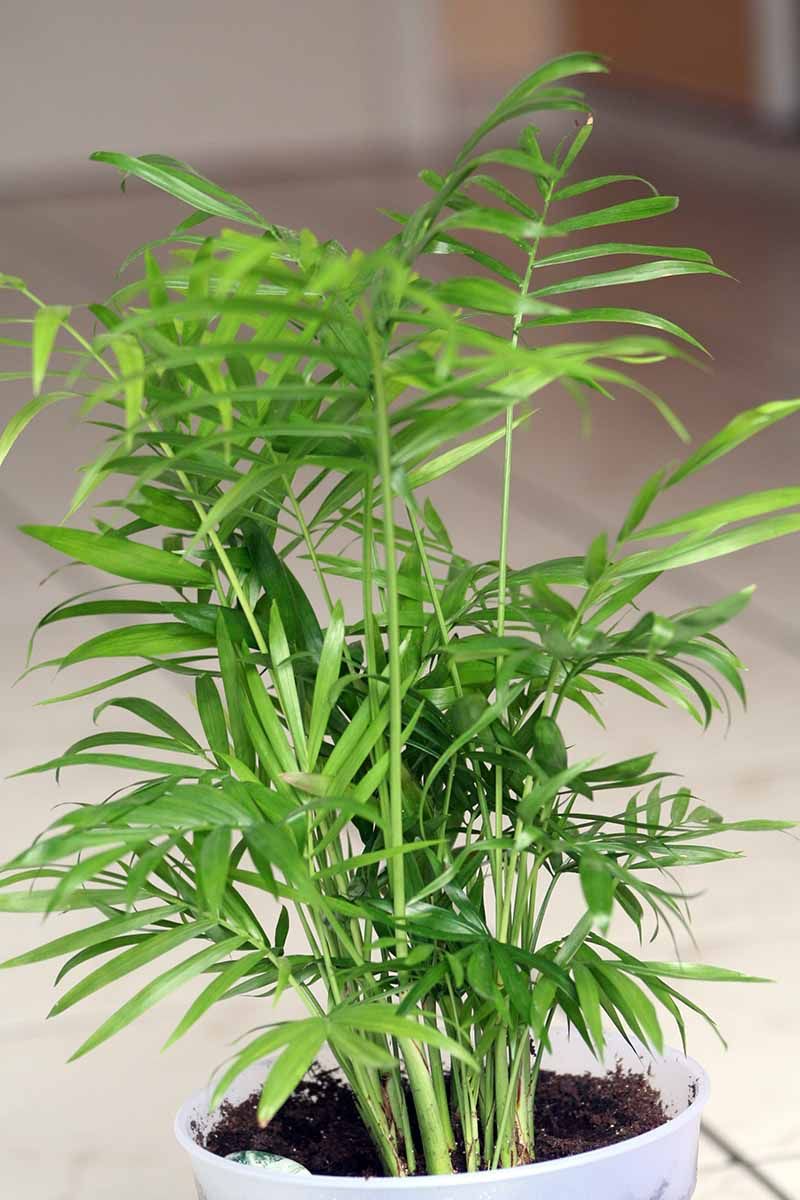 Norfolk Island Pine and Parlor Palm