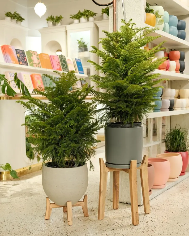 Norfolk Island Pine