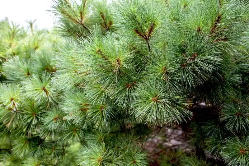 White Pine