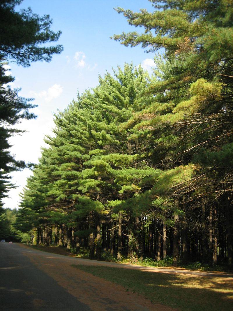 White Pine