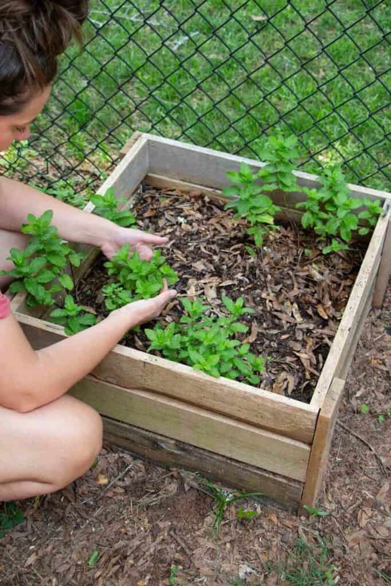 Not Using Companion Planting