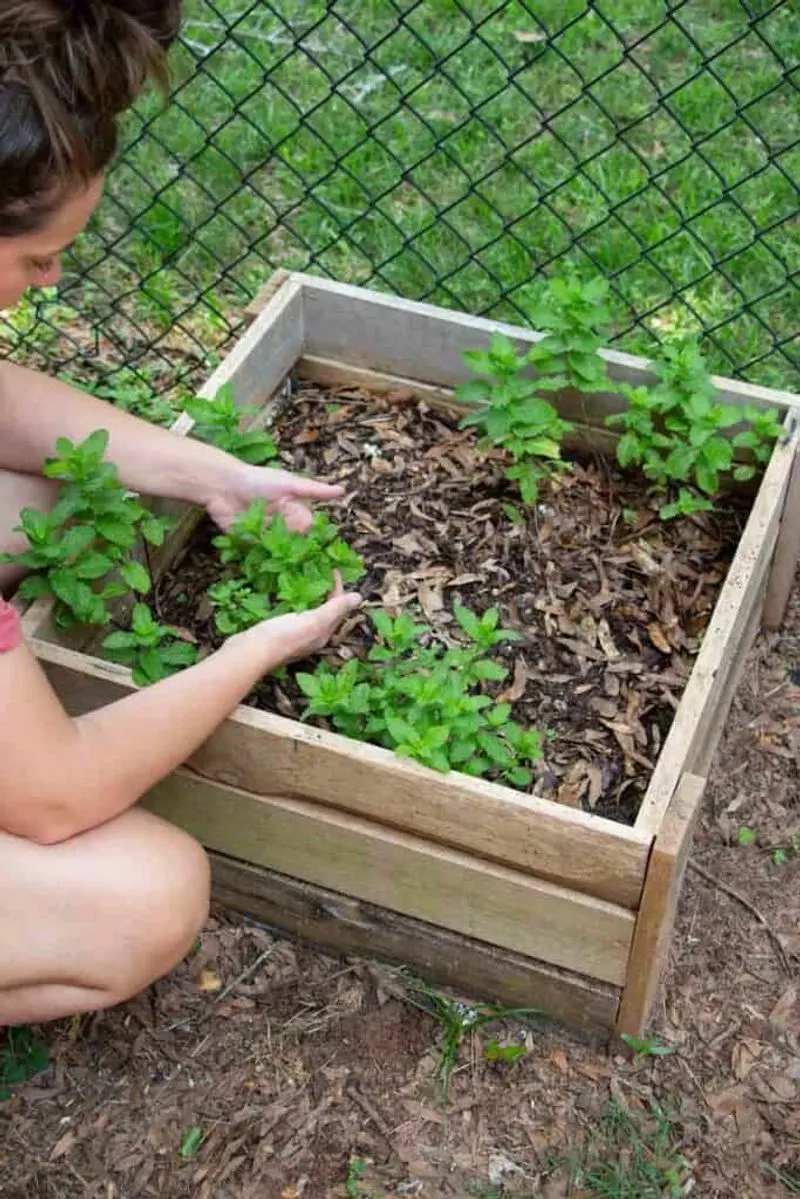 Not Using Companion Planting